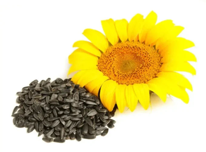 Поставка семян подсолнечника, кукурузы, рапса