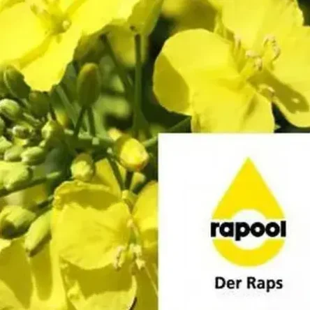 Семена ярового рапса ЧИП